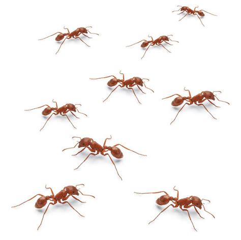 I have been working on pest extermination information for a long time and am excited to share this information with you. Ant Problems in Your Yard? | AAI Pest Control