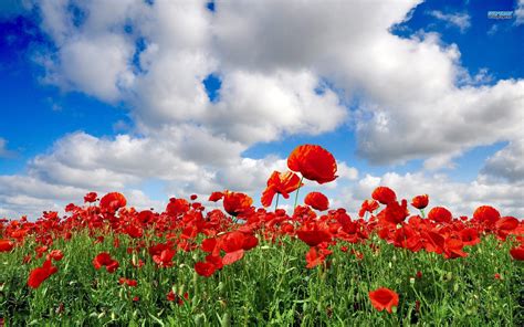 The Enchanted Poppy Fields Wallpaper Nature And Landscape