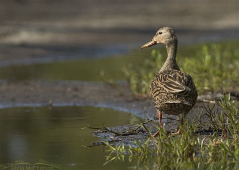 Mottled Duck Images On The Wing Photography