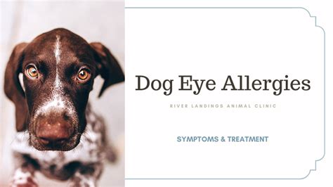 How Long Do Dog Allergy Symptoms Last