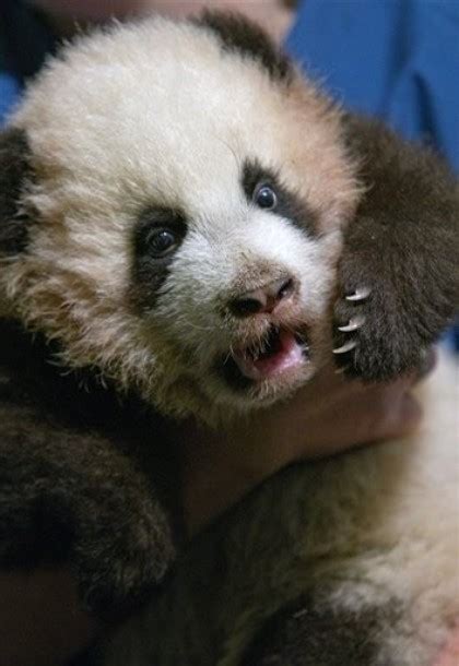 A 3 Month Old Giant Panda Cub ~ Animalfwd