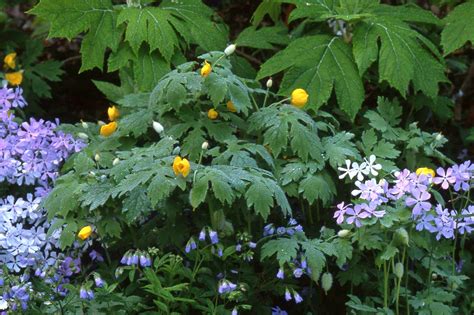 Coral bells there's no need to skimp on color in a shade garden. Perennial Plants For Shade - HomesFeed