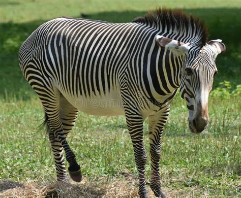 Stunning Zebra Lifting One Of Its Back Legs Stock Photo Image Of