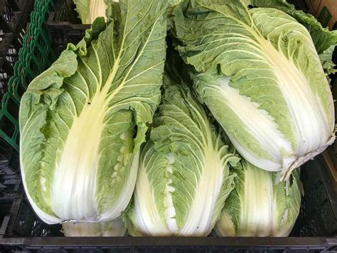 What Is Chinese Cabbage