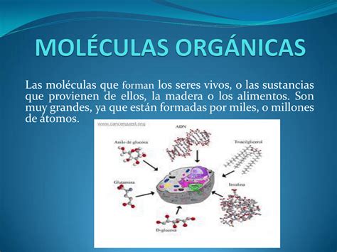 Cuales Son Los 4 Tipos De Moleculas Organicas En Los Seres Vivos Images