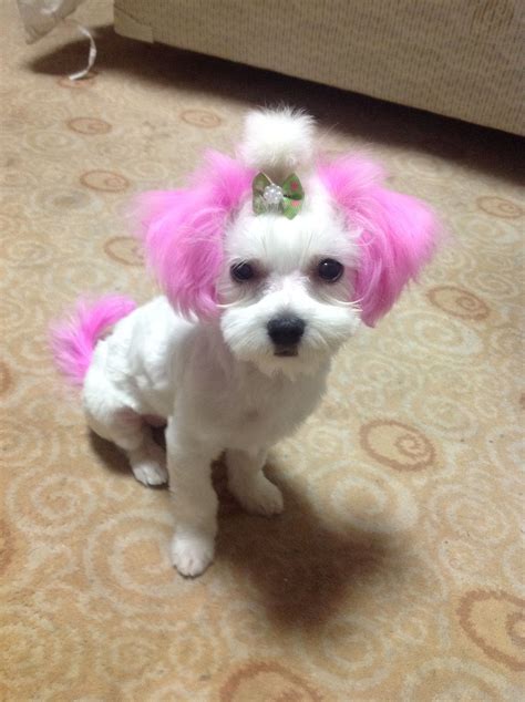My Maltese With Her Tail And Ears Dyed Hot Pink Dog Dye Pink Dog