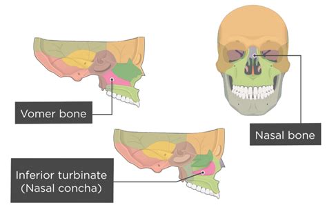 Vomer And Inferior Turbinate Bones Anatomy And Diagram Getbodysmart