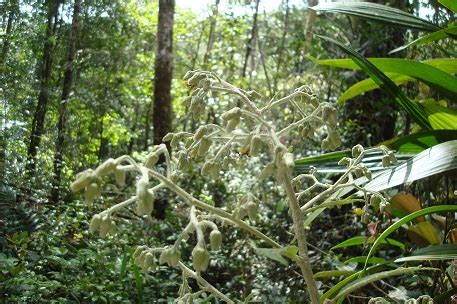 Tumbuhan Berkhasiat Obat Di Hutan Kalimantan On My Way