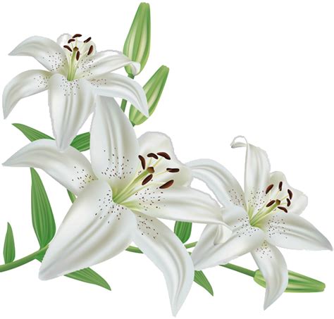 Madonna Lily Flower Lily Stargazer Flower Png Download