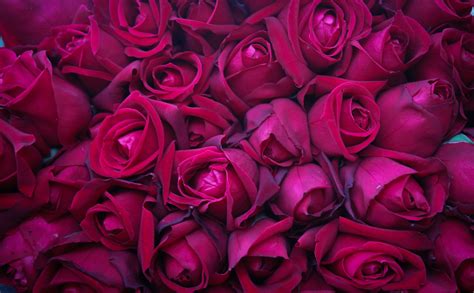 Photo Texture Rose Wine Color Flowers 3840x2376