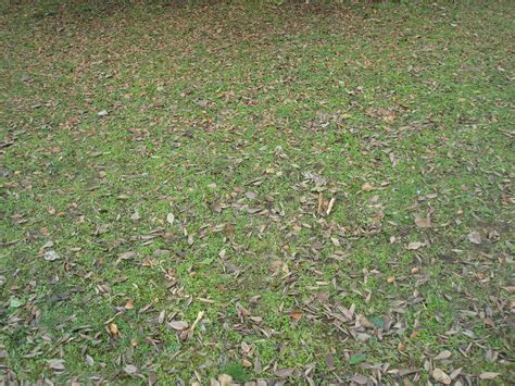 Free Photo Autumn Forest Ground Autumn Fall Floor Free Download