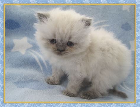 Ragdoll himalayan cats are the youngest siblings of the cat breeds. Himalayan Kittens for sale - New Jersey - Blue Point One ...