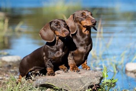 Should I Get Two Dachshunds I Love Dachshunds