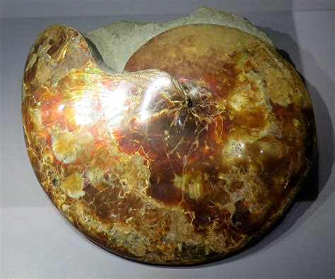 Louisville Fossils And Beyond Sphenodiscus Aragonite Ammonite Fossil