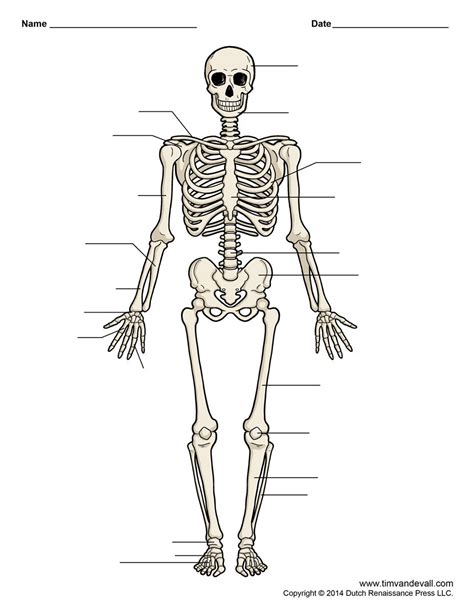 Human Skeletal System Human Skeleton Anatomy Skeletal System Worksheet
