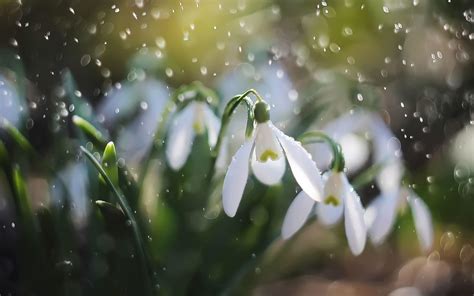 Snowdrops Wallpapers Top Free Snowdrops Backgrounds Wallpaperaccess