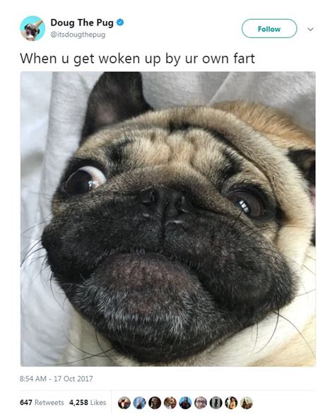 Doug The Pug Tweets His Daily Life Adventures And Theyre Hilarious