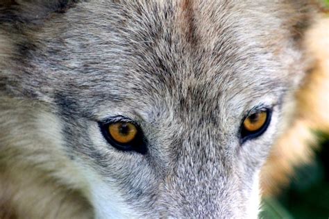 Wolf Park Interns - Can wolves ever have an eye colour other than...