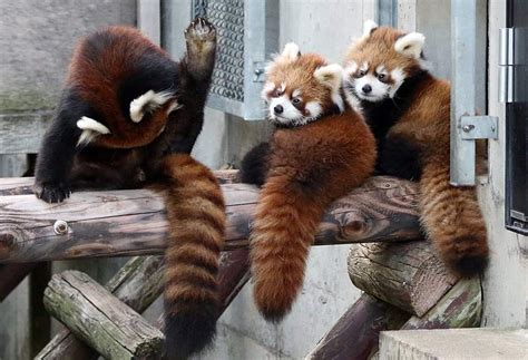 Viral Photos—these Adorable Red Panda Twins Raise Their Arms In The