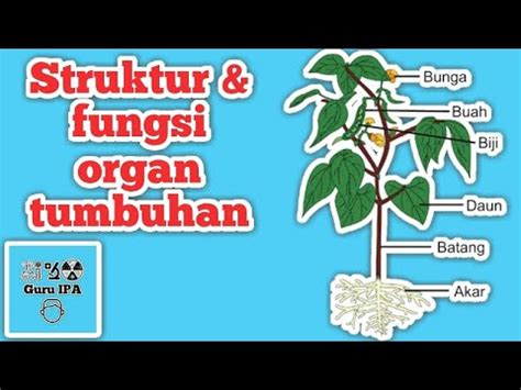 Struktur Dan Fungsi Organ Pada Tumbuhan Akar Batang Daun Bunga Buah