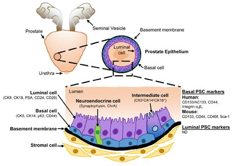Schematic Representation Of The Cellular Architecture Of The Prostate