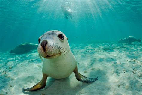 Thelovelyseasrare And Endangered Australian Sea Lion Neophoca Cinerea