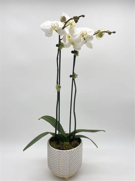 Double Stem Orchid Verde Floral Designs