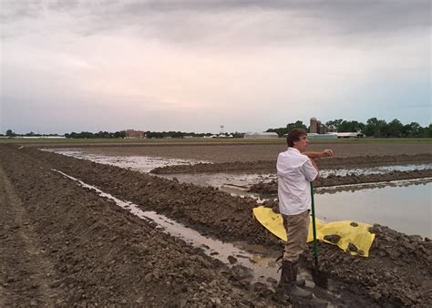 Rice Crop Is Well Underway In State Mississippi State University Extension Service