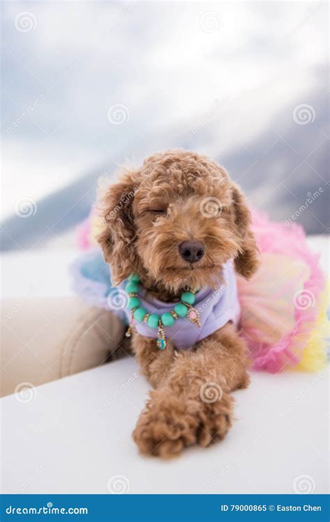 The Lovely Yellow Poodle Stock Image Image Of Leisure 79000865