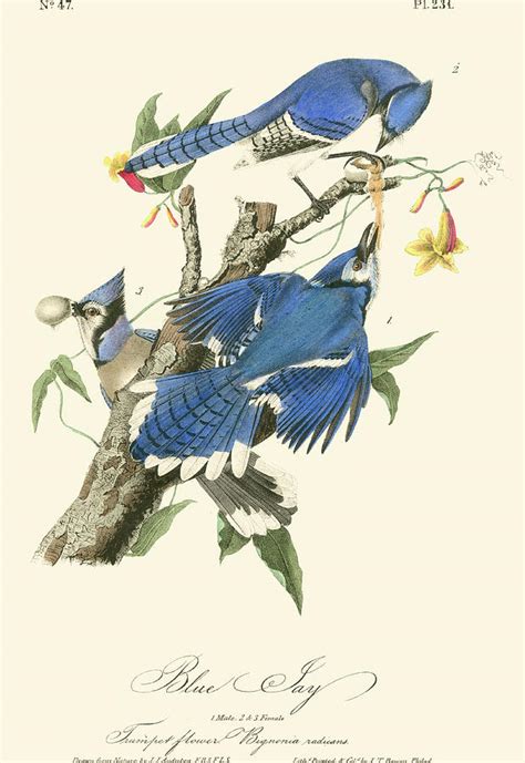 Audubon Blue Jays Painting By John James Audubon Pixels