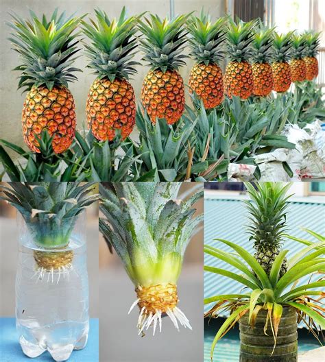 How To Grow Pineapples At Home Step By Step Easy Way 10 Steps 10