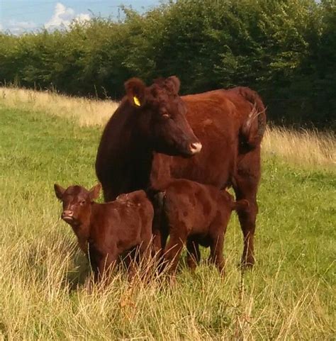 Beautiful Cow And Her Calves Barnyard Animals Cute Cows Farm Cow