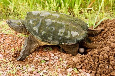 Snapping Turtle Eggs Everything You Should Know