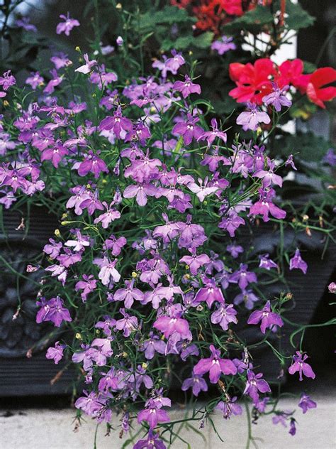You will generally pay more for perennials than for bedding plants (but annuals sold. Annual Flowers for Shade Gardens : HGTV Gardens | Shade ...