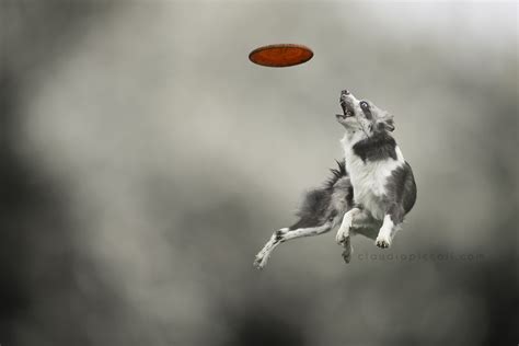 Photographer Captures Jumping Dogs In Mid Air And His Models Are The