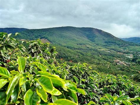 Coffee production in costa rica. Coffee Plantation In Costa Rica | Costa Rica | Pinterest