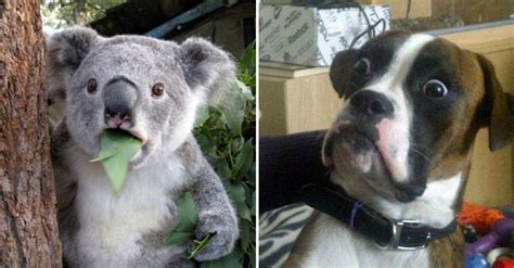 23 Hilarious Photos Of Surprised Animals Page 3 Of 3