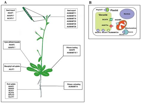 Plants Free Full Text Amino Acid Transporters In Plant Cells A