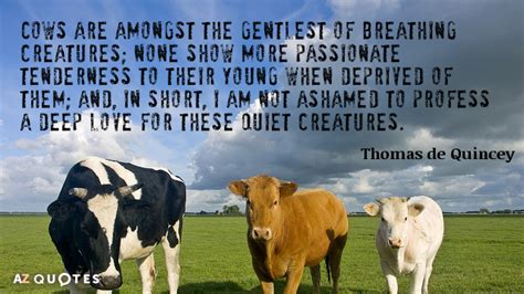 Top 25 Cows Quotes Of 749 A Z Quotes
