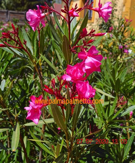 Nerium Oleander Cavalaire 70 Cm 3 5 Lt Topf