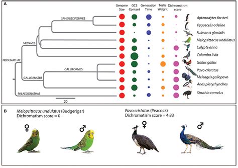 frontiers genomic insights into the molecular basis of sexual selection in birds
