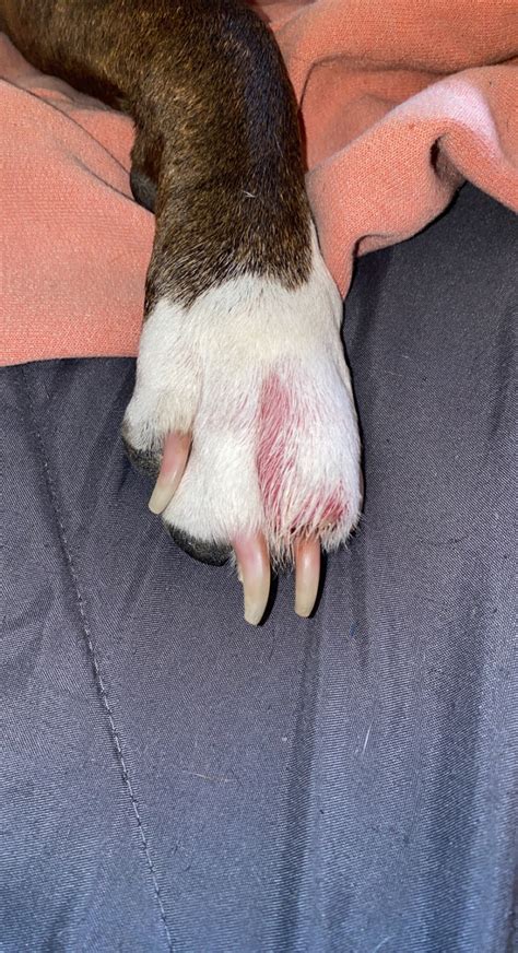 My Dogs Toes Is Very Swollen And Very Red Should I Go To The Emergency