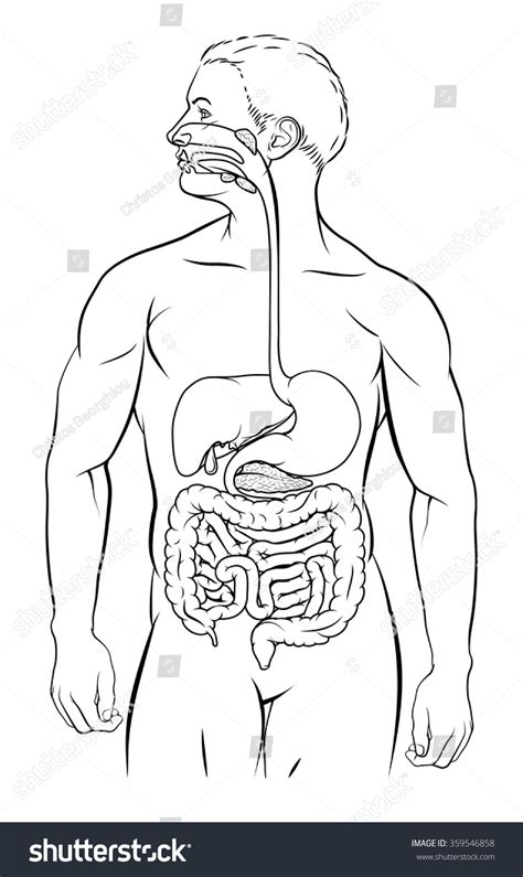 Human Digestive System Digestive Tract Alimentary เวกเตอร์สต็อก ปลอด