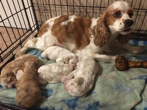 5 Gorgeous Cocker Spaniel Puppies For Sale Pattonsburg Puppies For Sale Near Me