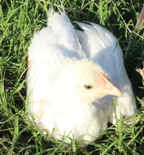 It used to be really friendly and nice but now h/s has seemed to be getting flightly and it fights a lot with the other leghorns. Murray McMurray Hatchery - 4 Week Old Pearl-White Leghorns