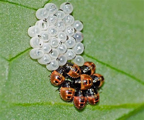 10 Fascinating Facts About Ladybugs