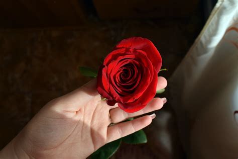 Person Holding Red Rose · Free Stock Photo