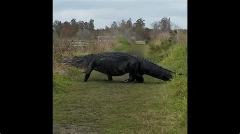 Massive Alligator Makes Appearance At Florida Nature Preserve