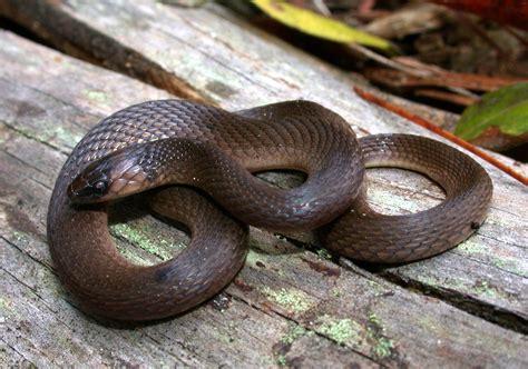 Rough Earth Snake Texas Facts The Earth Images Revimageorg