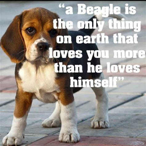 Beagle Pet So Sweet Facebook